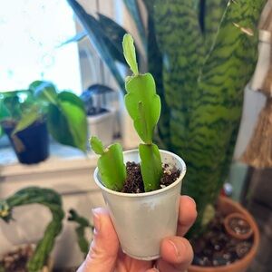 True Christmas Cactus